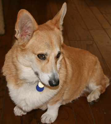Simi Valley Real Estate Home Staging Beware of Dog